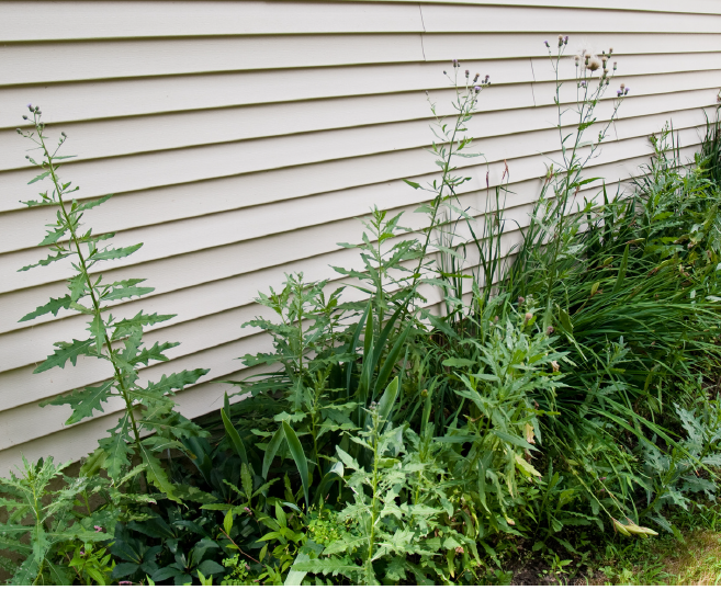 Weeds along a house 