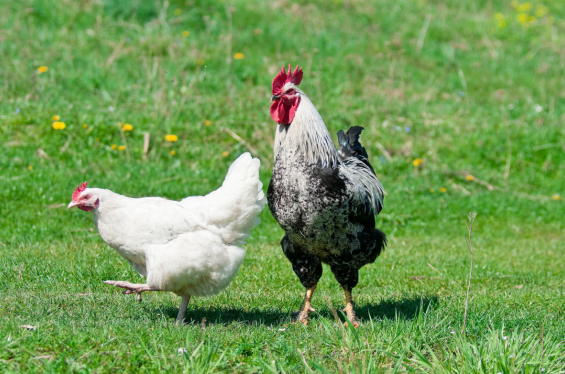 Rooster and chicken image 